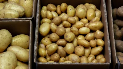 Картофель семенной Шах купить с доставкой