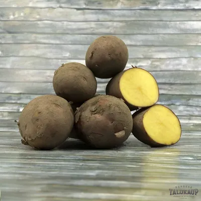 Картофель Винета, посадочный материал на весну, ранний сорт картофеля,  скороспелость 60-70 дней, фото, характеристики, отзывы дачников, семенные  клубни в сетках 8 кг