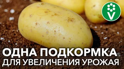 Семенной картофель Раноми (1 репродукция) купить в Украине | Веснодар