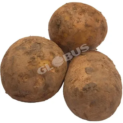 Картофельные дольки с укропом Мираторг, цена – купить с доставкой в  официальном интернет-магазине Мираторг