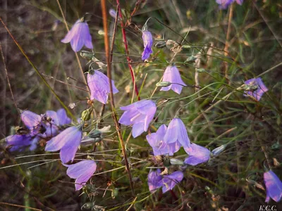 Колокольчик персиколистный (Campanula persicifolia) - Природа Республики  Мордовия