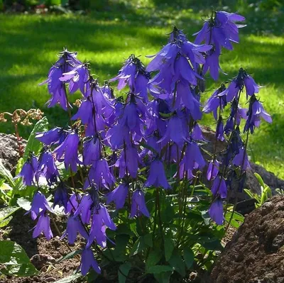 Колокольчик карпатский (Campanula carpatica `Blue Clips`) - Колокольчик  карпатский - Колокольчик - Многолетники - Каталог - LESKOVO-PITOMNIK.ru