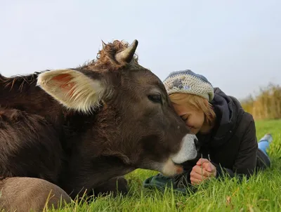 Картинка корова фотографии