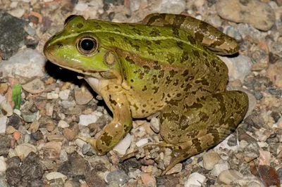 Озерная лягушка и зеленая жаба распространяются по водоемам Западной  Сибири, вытесняя сородичей - исследование - Сибирь || Интерфакс Россия