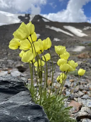 Семена Мак самосейка (Papaver rhoeas) - Цена: €2.05