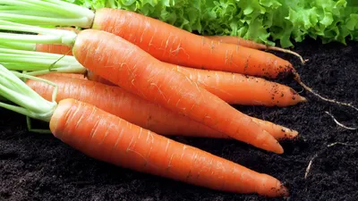 Картинка морковь фотографии