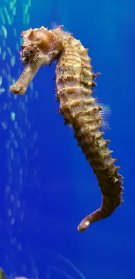 Картинка морской конек фотографии