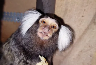 Самую маленькую обезьянку в мире продемонстрировали в Сянгане