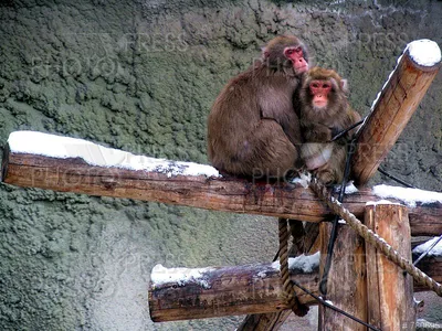 Крупный план маленькой обезьянки и его матери стоковое фото ©spphoto  78215260