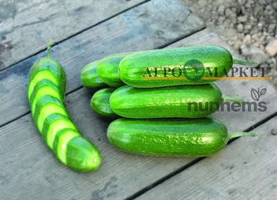 Огурцы короткоплодные с бесплатной доставкой на дом из «ВкусВилл» | Москва  и вся Россия