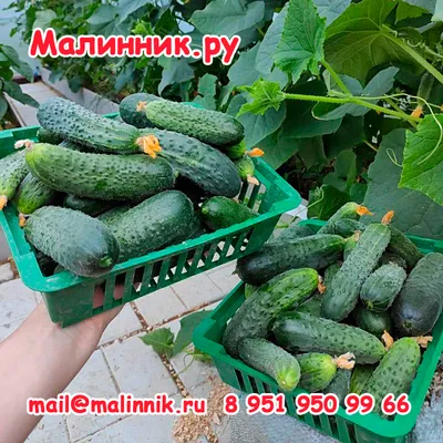 Семко-Самара представляет - ОГУРЦЫ - гордость «Гавриш» — «Дачные советы»,  Февраль 2022 • Семко-Самара