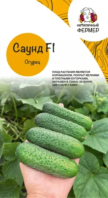 Огурец суперпучковой \"СЛАВНЫЙ УРОЖАЙ\" F1 - МАЛИННИК.РУ