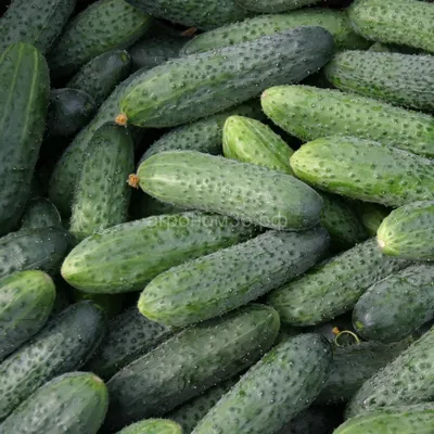 Огурец Альшаны F1: семена, описание сорта, урожайность - NEWAGRO.BY