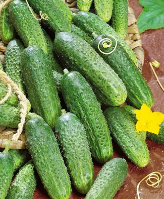 Огурцы Бакинские, 300 г с бесплатной доставкой на дом из «ВкусВилл» |  Москва и вся Россия