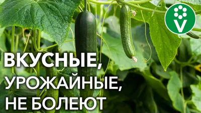 Огурец Апрельский ТСХА 98 F1 (Апрельский ТСХА 98 F1) можно купить недорого  с доставкой в питомнике Любвитский