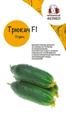 Огурец Директор f1 - подробное описание сорта, отзывы, фото посадка и уход,  всхожесть семян