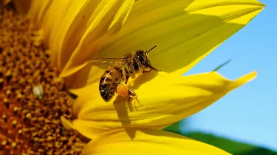 Картинка пчелы фотографии