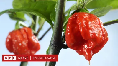 перец жёлтый | Фруктовая лавка Воронеж