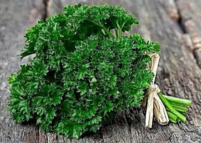 Семена зелени Петрушка листовая Новас купить в Украине | Веснодар