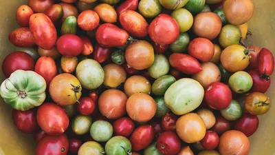 Семена томатов (помидор) Санька купить в Украине | Веснодар