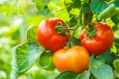 Польза и вред помидоров: какие выбрать и в каком виде съесть | Новости и  статьи ВкусВилл: Москва и область