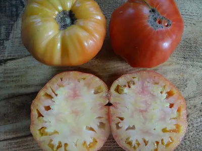 Семена томатов (помидор) Алеша Попович купить в Украине | Веснодар