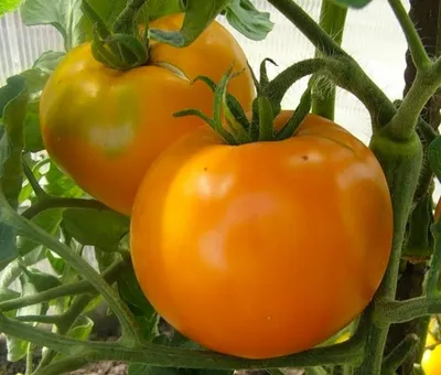 Почему помидор считали ядовитым? Увлекательная история томатов под  названием любовное яблоко | Своя история | Дзен