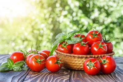 Помидор, томат крупный, Овощи декоративные, муляжи, 7,5 см, набор 3 штуки.  – купить в Казани | «С Нежностью»