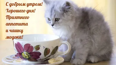 110 смешных и прикольных картинок «Приятного аппетита!»