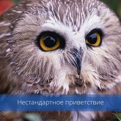 Приветствие на английском языке — фразы и слова приветствия с переводом