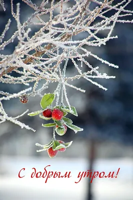 Стихотворение «С добрым утром! У нас наступила зима...», поэт Алёнушка Æё