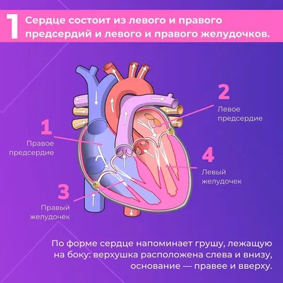 Что угрожает здоровью сердца летом, и как себя защитить? – Академический  медицинский центр (AMC) - медицинская клиника в самом центре Киева