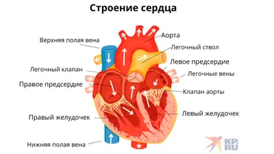 Сердце Человека Анатомия — стоковые фотографии и другие картинки Анатомия -  Анатомия, Аорта, Без людей - iStock