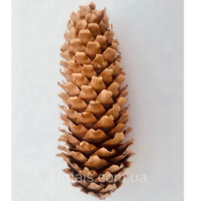 Хвойная шишка Pine Tree Fototapeta, Сингапур, материал, смола, холодильник  Магниты png | PNGWing