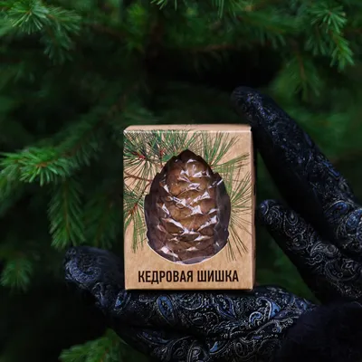 Шишка черной сосны — Купить с доставкой в Москве | Интернет-магазин Елки-Ели