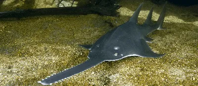 СКАТ МАНТА (Manta birostris) - AnimalBox.ru