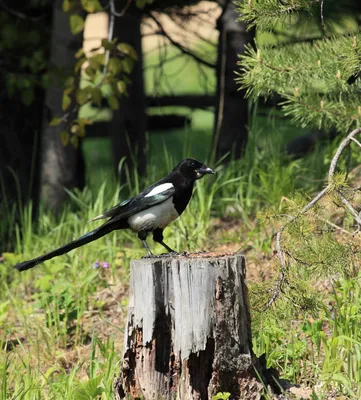 Сорока: верная, умная и совсем не воровка - Birdsnews.ru