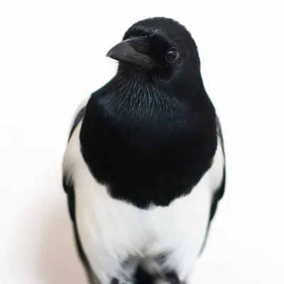 Кулик-сорока – Haematopus ostralegus (Linnaeus, 1958) * Haematopus  ostralegus longipes (Buturlin, 1910) « Красная книга Томской области | ОГБУ  \"Облкомприрода\"