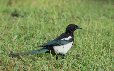 Pica pica / Eurasian magpie / Сорока / Husskade | Eurasian m… | Flickr