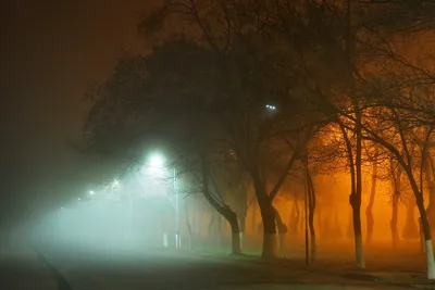 Туман , профессиональное фото, …» — создано в Шедевруме