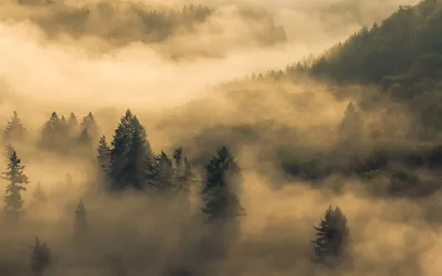 утренний туман на реке с камышом осенью, Россия, Урал Stock Photo | Adobe  Stock