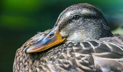 Орнитолог объяснил, из-за чего могут умирать утки в московских водоемах -  KP.RU
