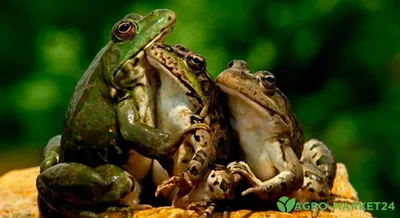 Зелёная жаба — Википедия