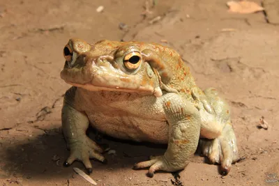 Оранжевая жаба — Википедия