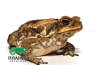 Тростниковые жабы: Оккупация, 2010 — описание, интересные факты — Кинопоиск