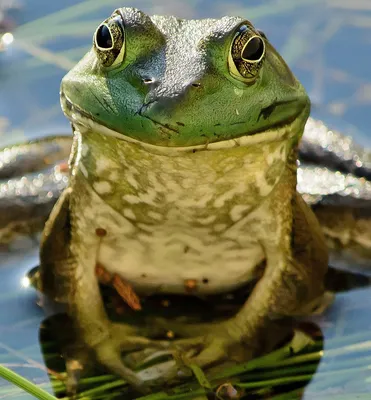 Жаба-ага (Rhinella marina) купить в Планете экзотики