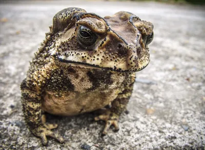 Чернорубцовая жаба — Википедия