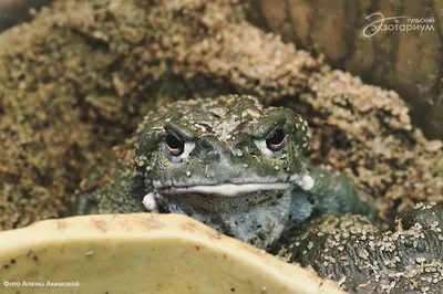 Камышовая жаба | Животный мир | Туристический Кобрин