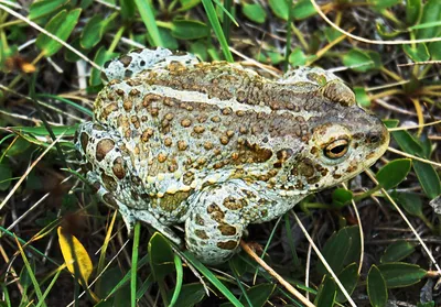 жаба на белом фоне стоковое фото. изображение насчитывающей жабы - 276724368