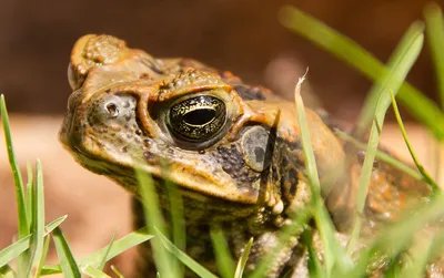 Кавказская жаба (Bufo verrucosissimus)